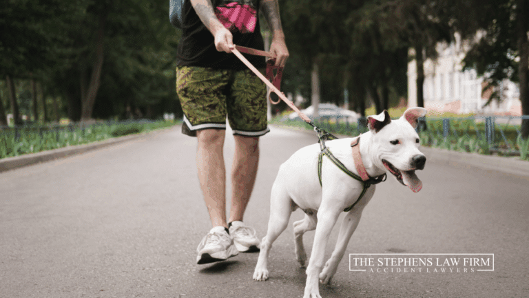 white dog pulling on the leash. man walking the dog is loosing control